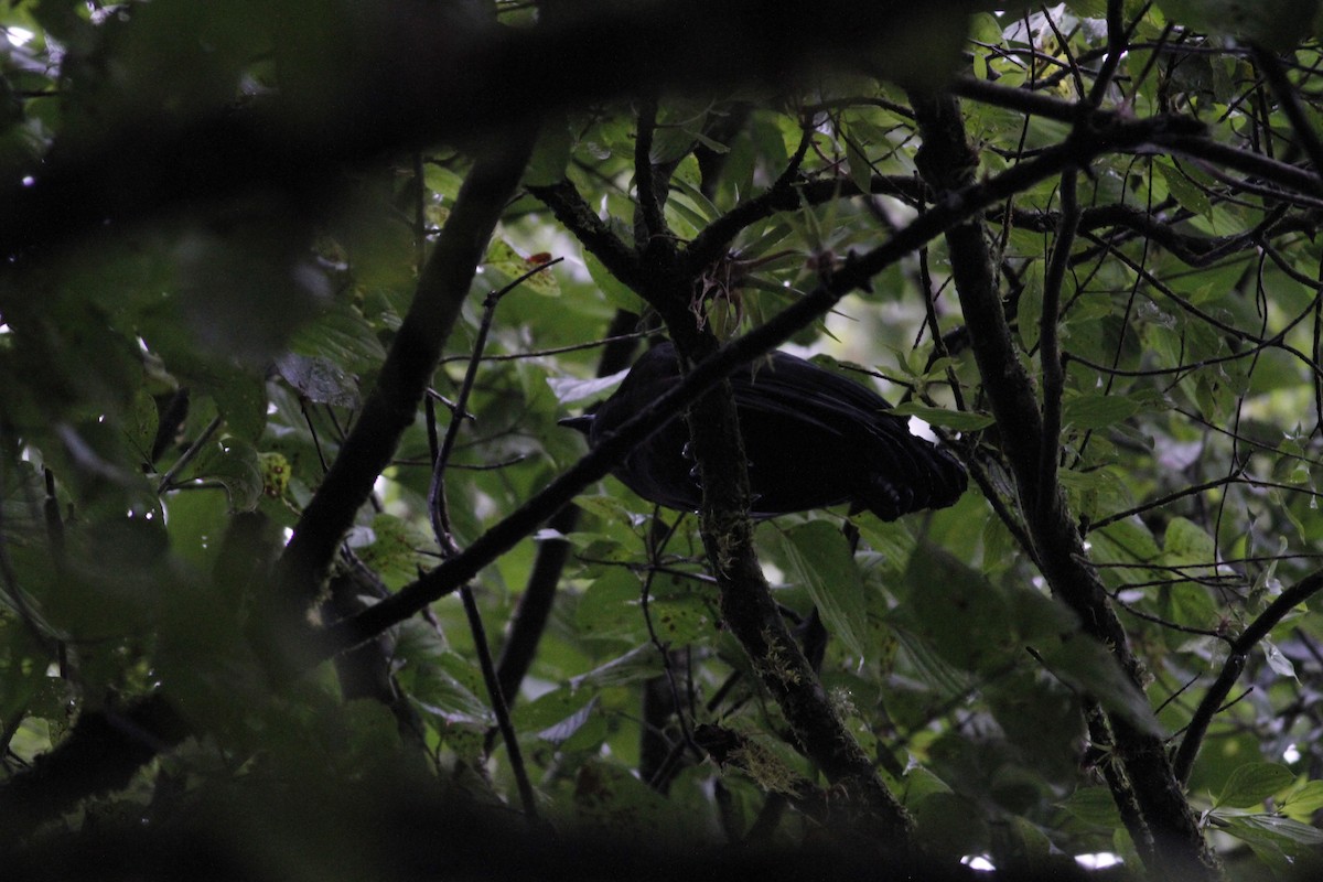 Schwarzguan - ML640894031