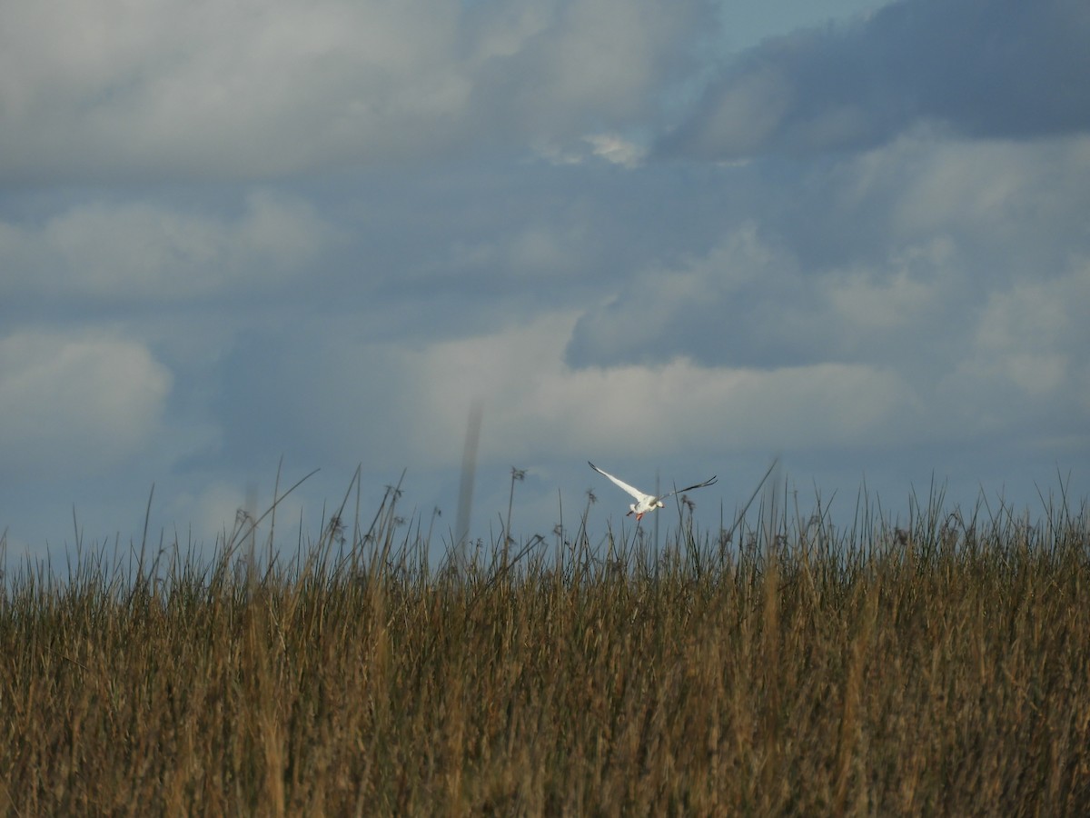 Coscoroba Swan - ML640894050