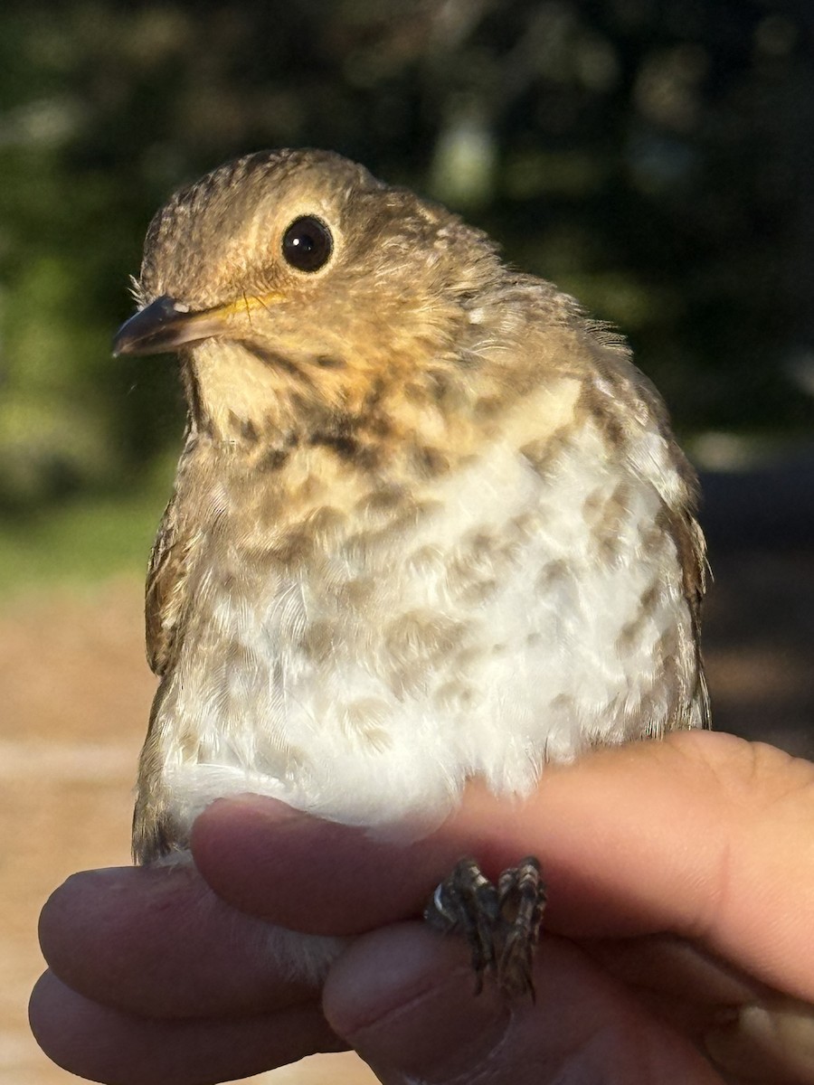 Swainson's Thrush - ML640894132