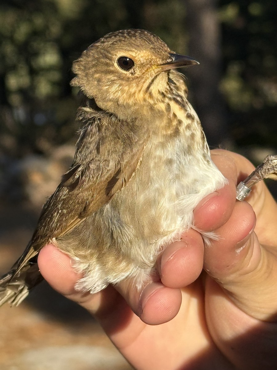 Swainson's Thrush - ML640894139