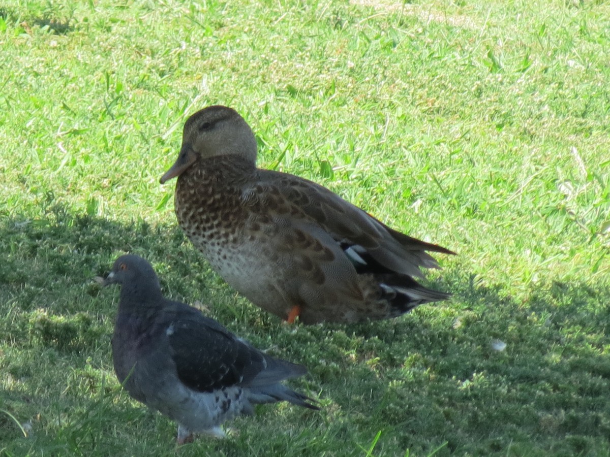 Gadwall x Mallard (hybrid) - ML640894153