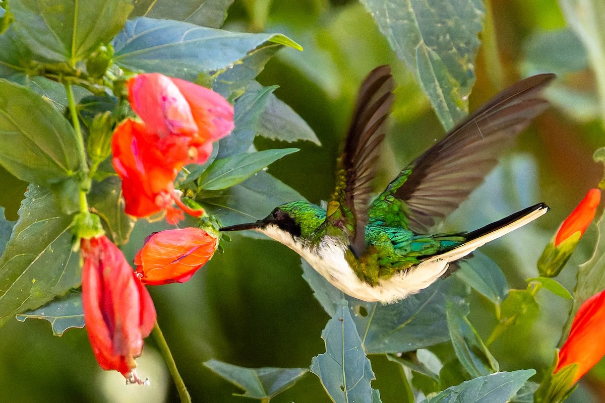 Black-eared Fairy - ML640894223