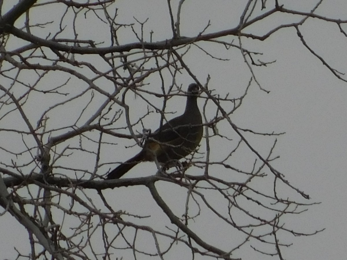 Chaco Chachalaca - ML640894231
