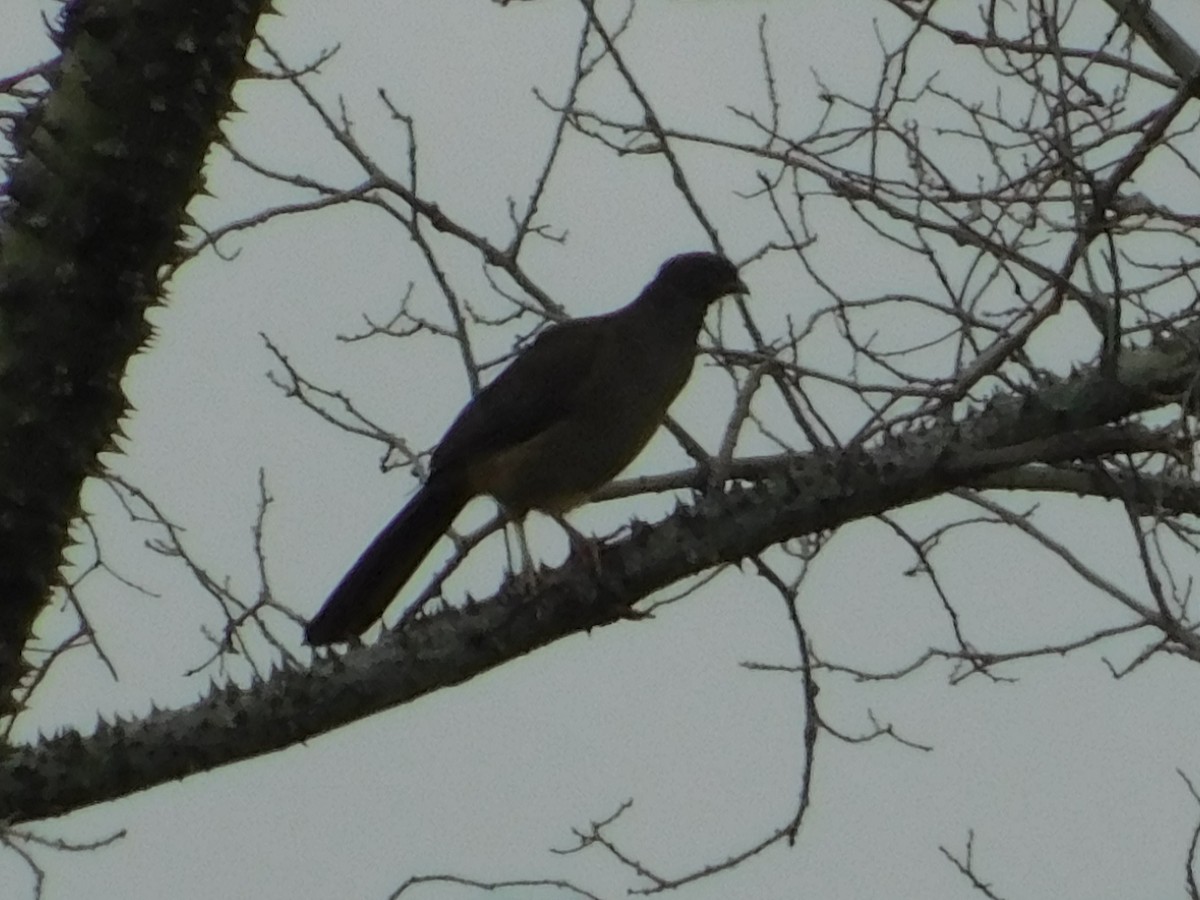 Chaco Chachalaca - ML640894232