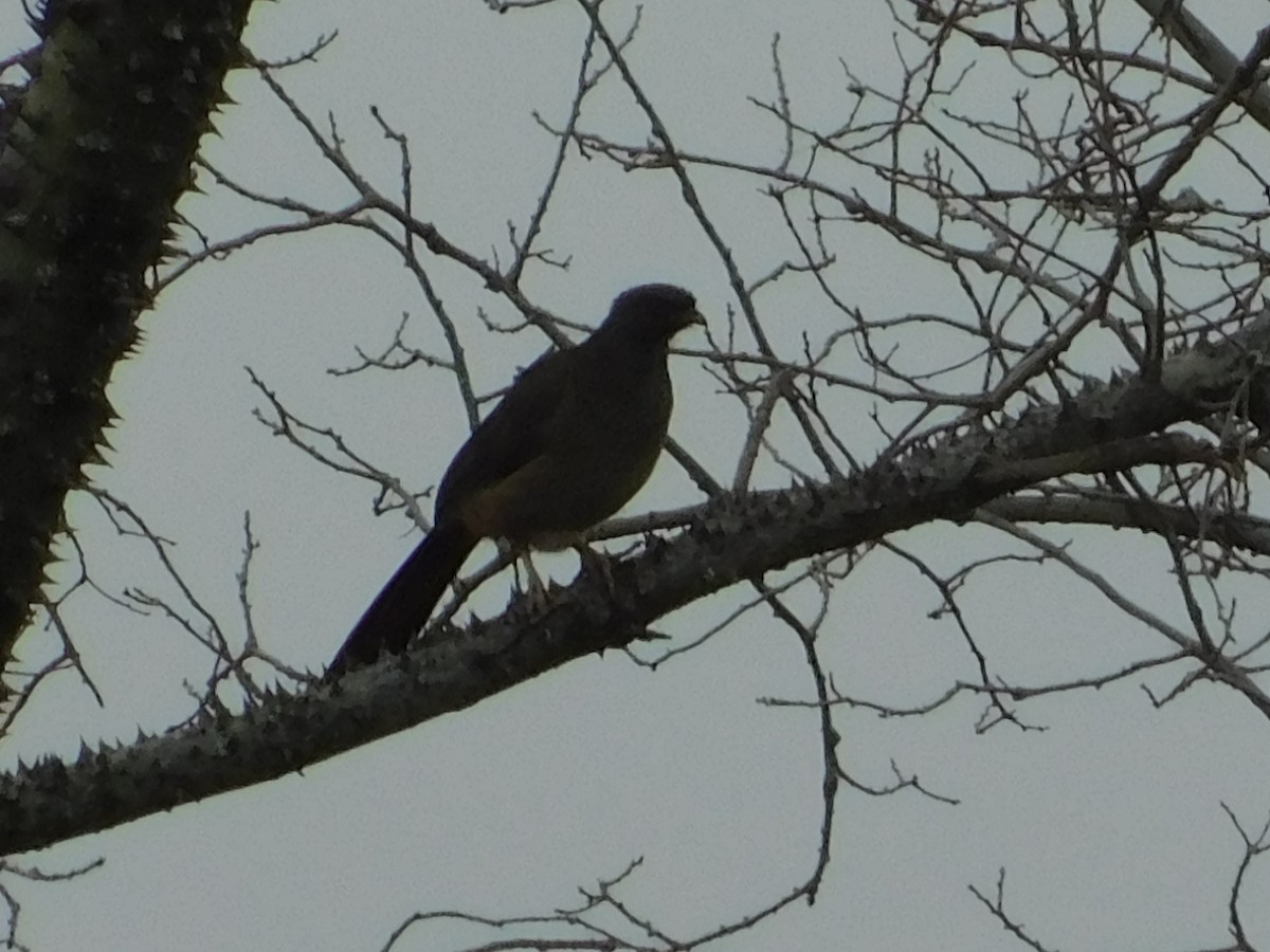 Chaco Chachalaca - ML640894233