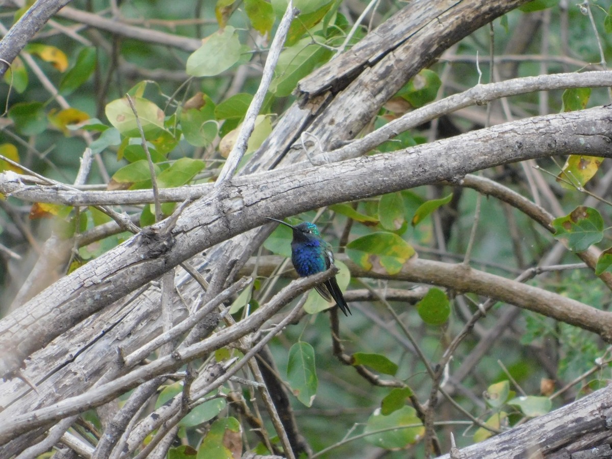 Blue-tufted Starthroat - ML640894242