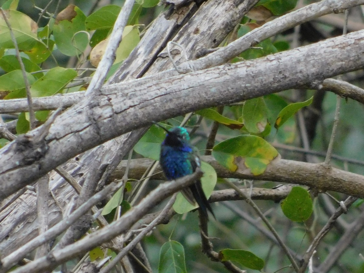 Blue-tufted Starthroat - ML640894244