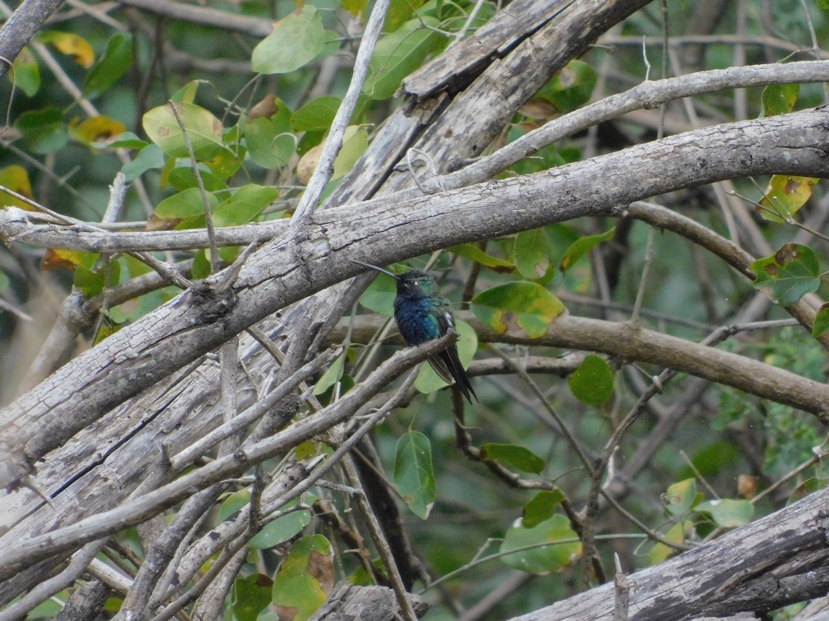 Blue-tufted Starthroat - ML640894246