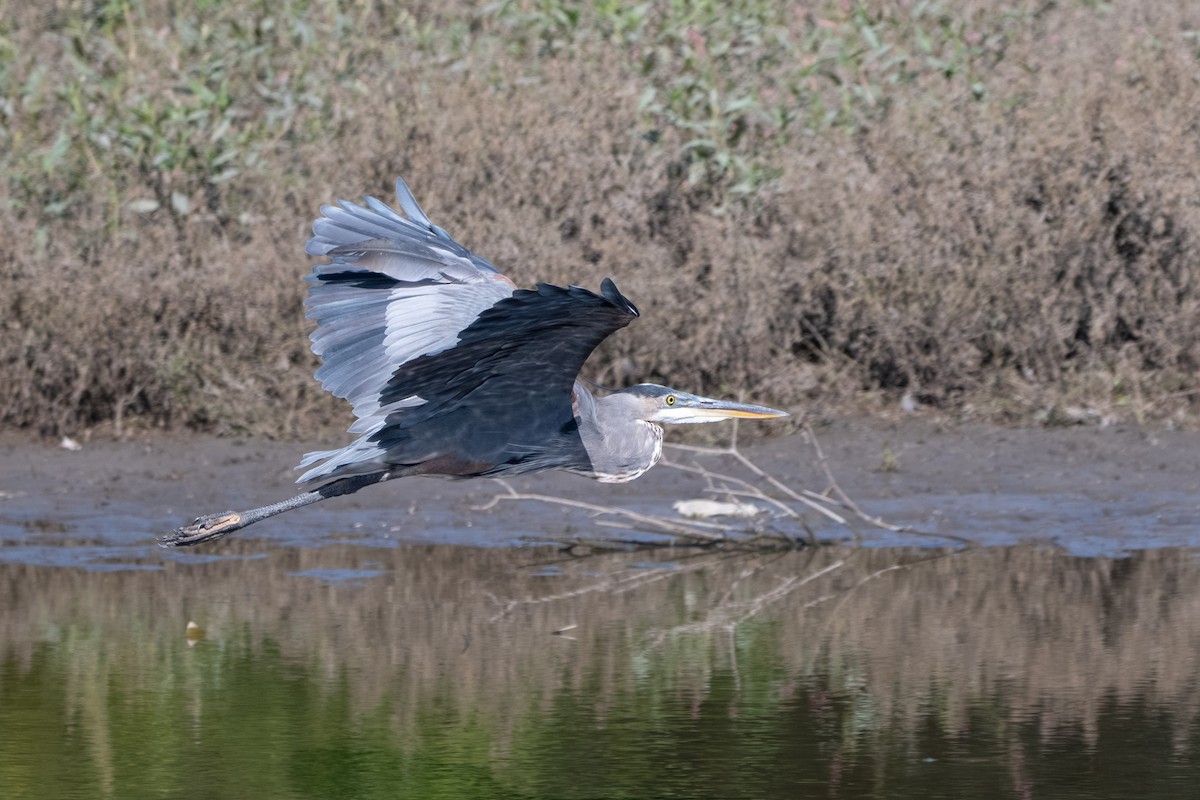 Great Blue Heron - ML640894261