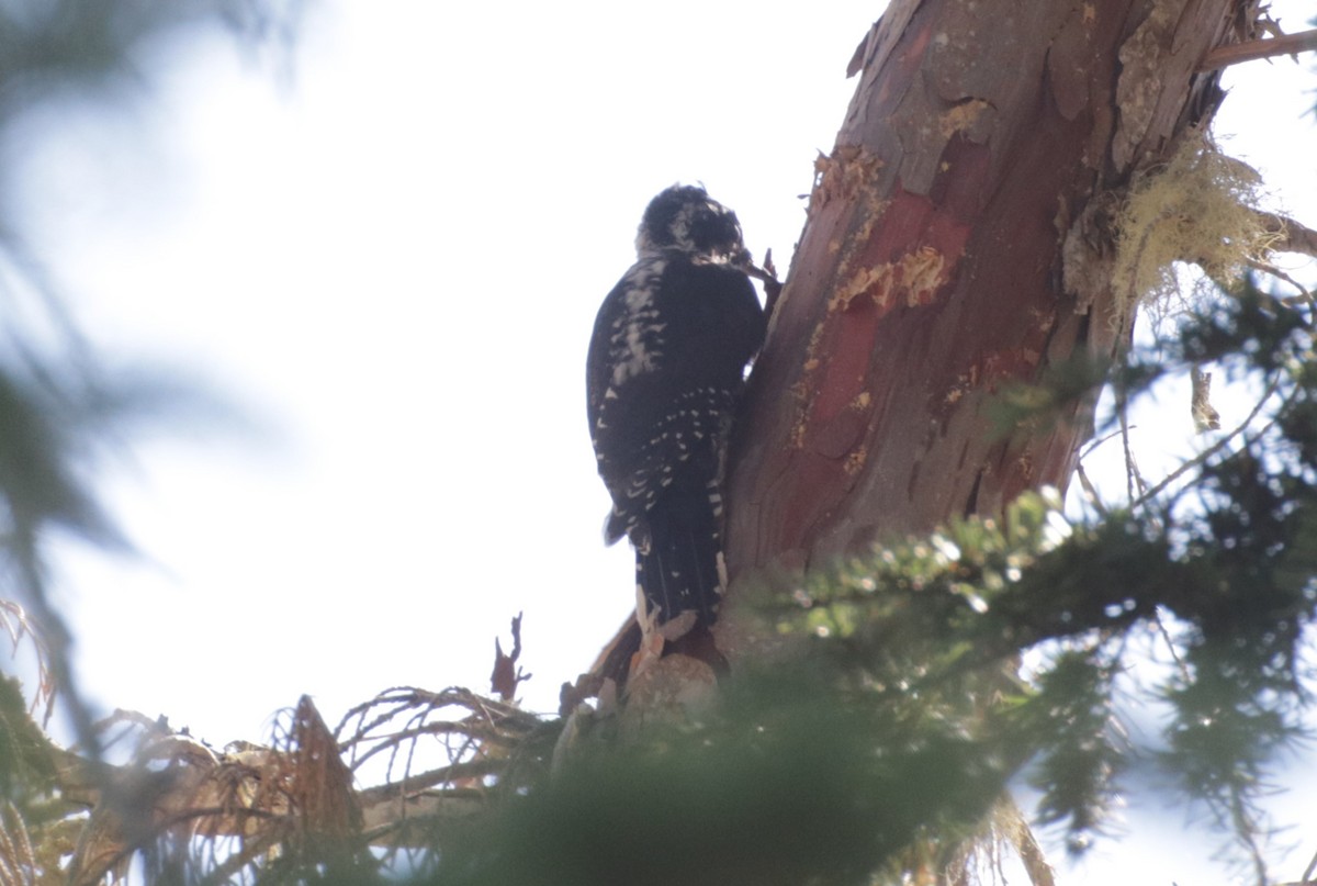 American Three-toed Woodpecker - ML640894262
