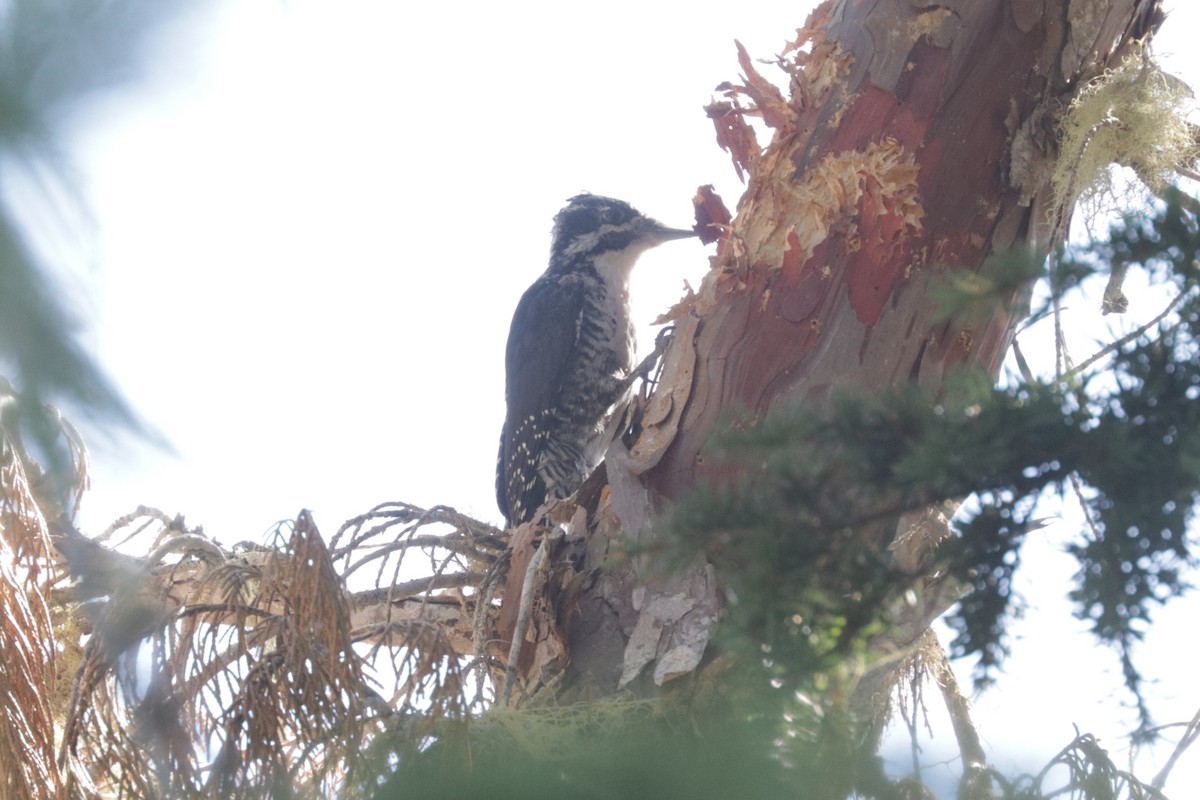 American Three-toed Woodpecker - ML640894263
