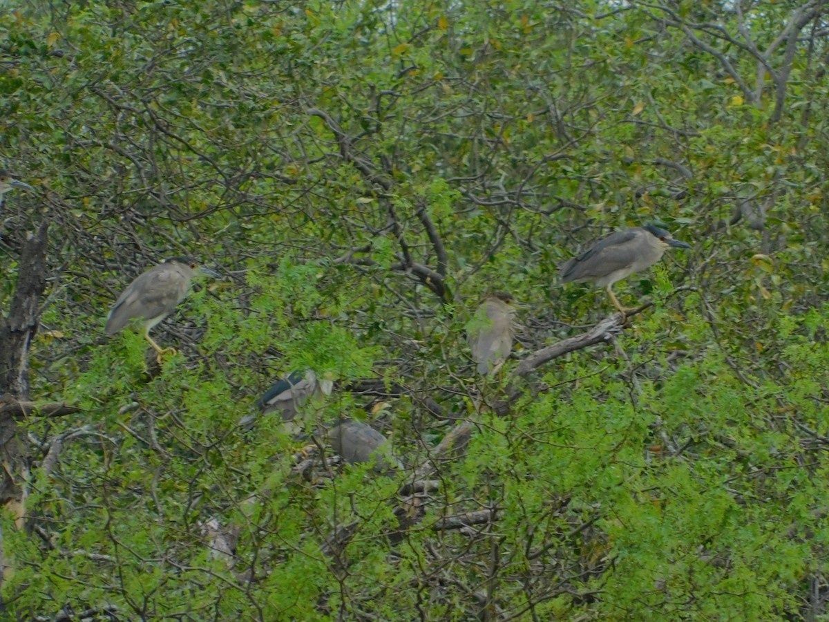 Black-crowned Night Heron - ML640894272