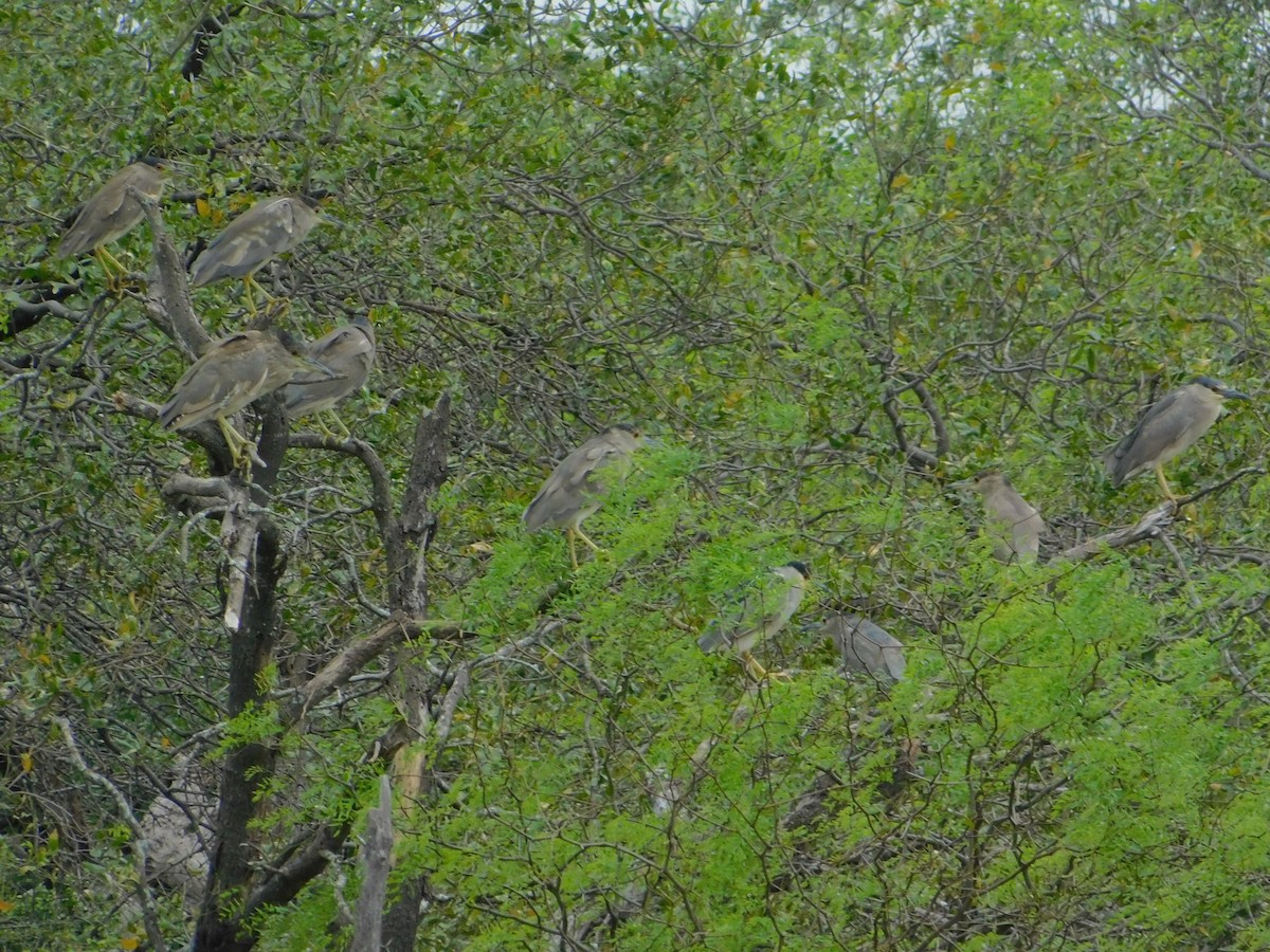 Black-crowned Night Heron - ML640894275