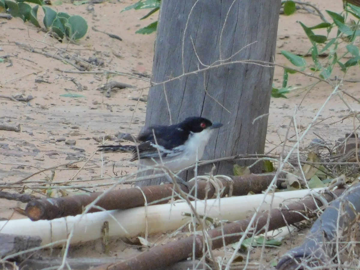 Great Antshrike - ML640894305