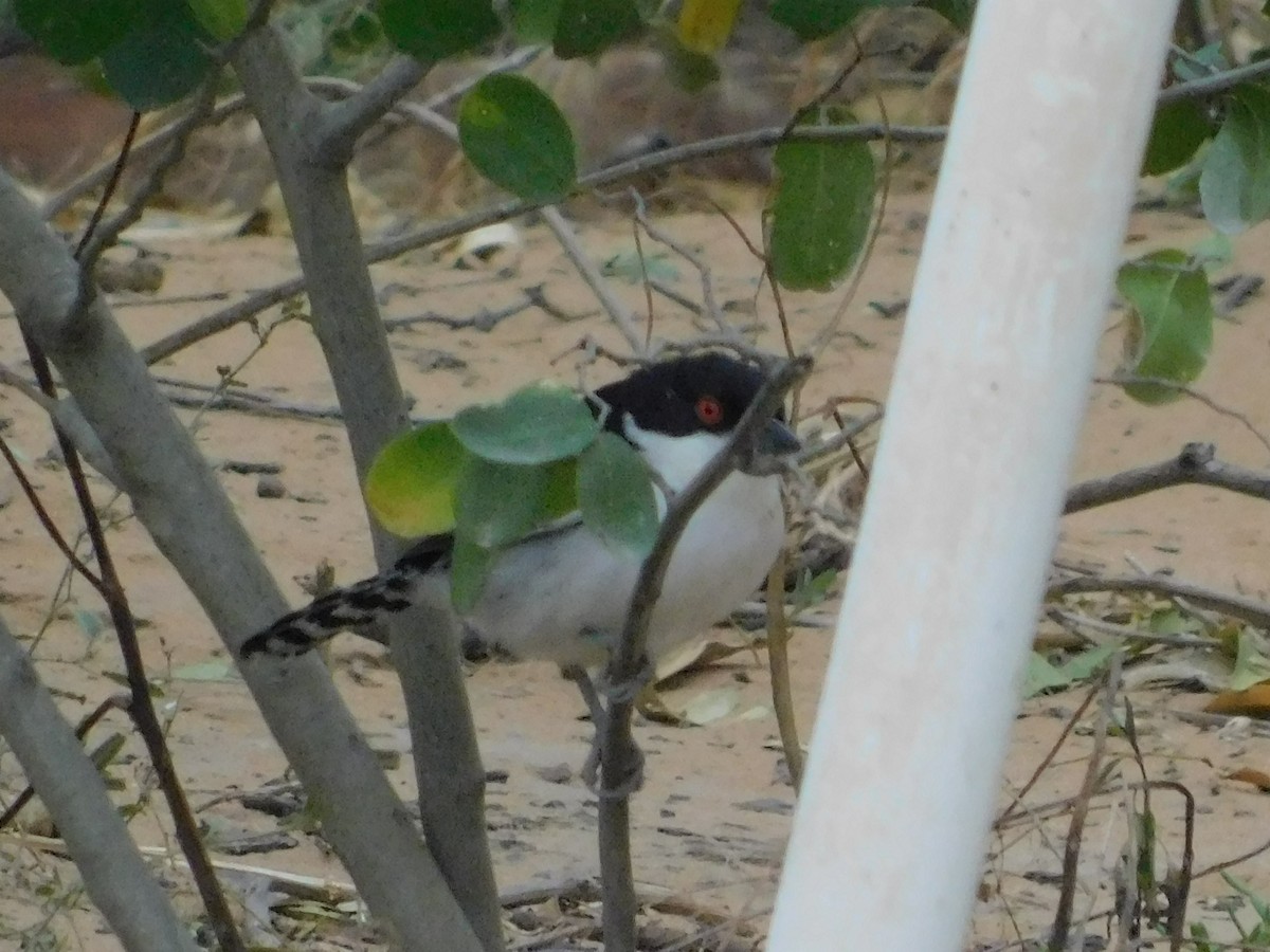 Great Antshrike - ML640894306