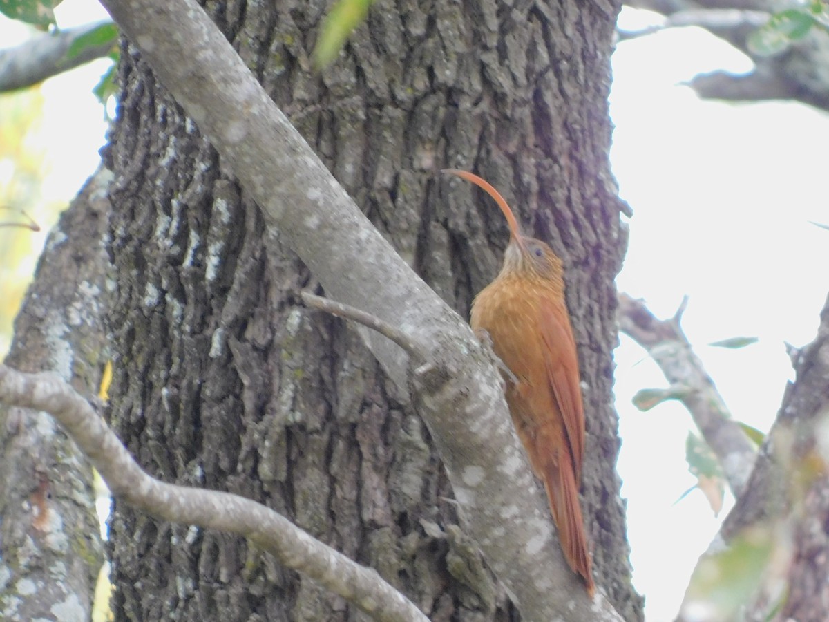 Red-billed Scythebill - ML640894312