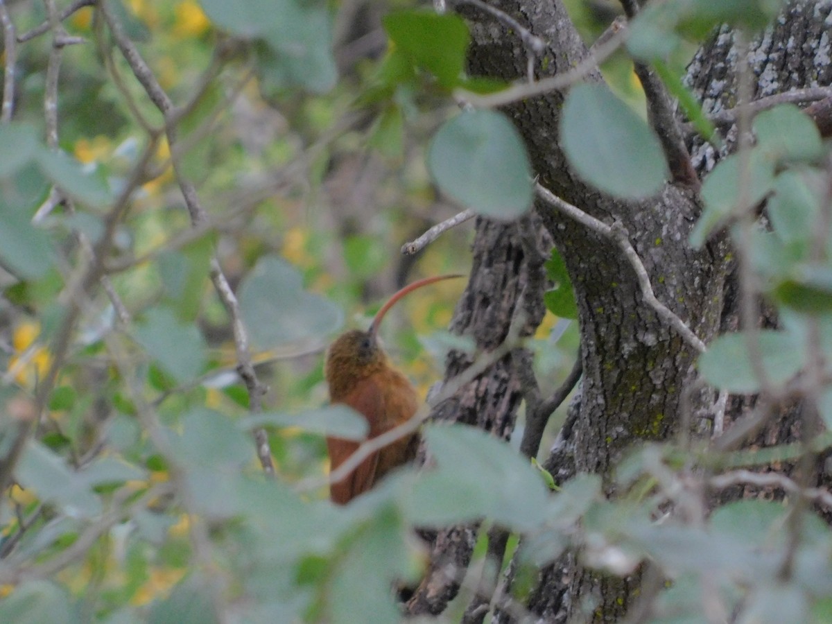 Red-billed Scythebill - ML640894313