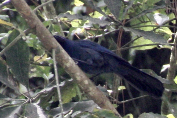 Black-throated Jay - ML640894317