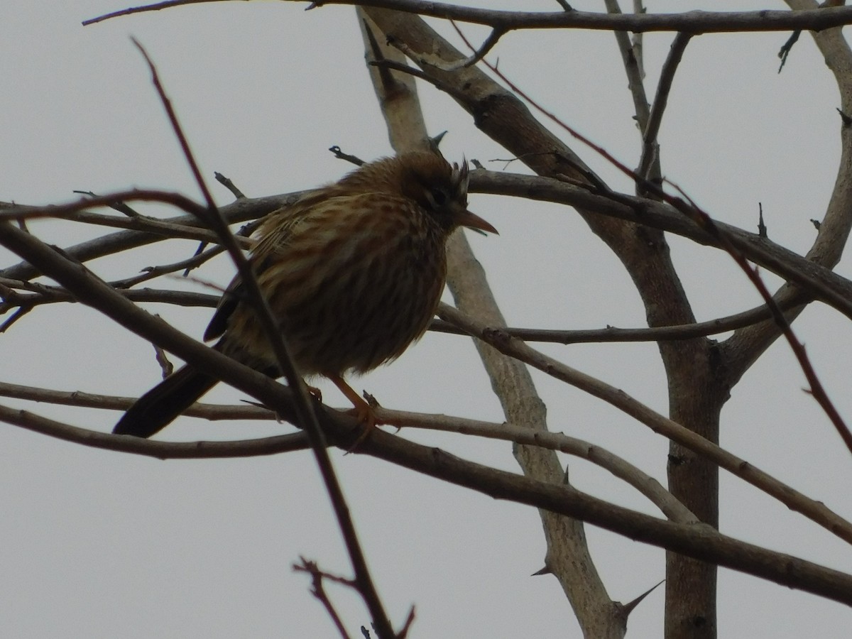 Lark-like Brushrunner - ML640894321