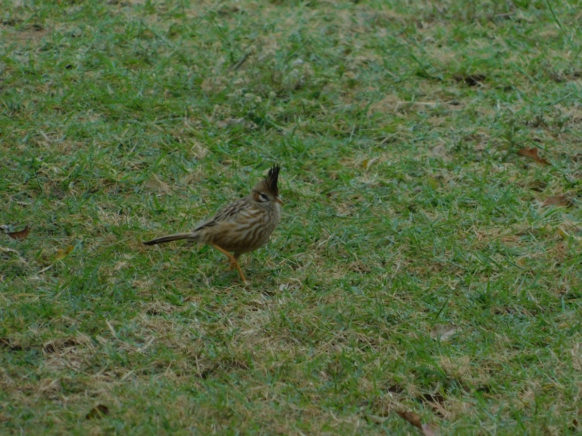 Lark-like Brushrunner - ML640894322