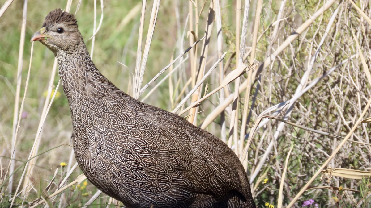 Cape Spurfowl - ML640894350