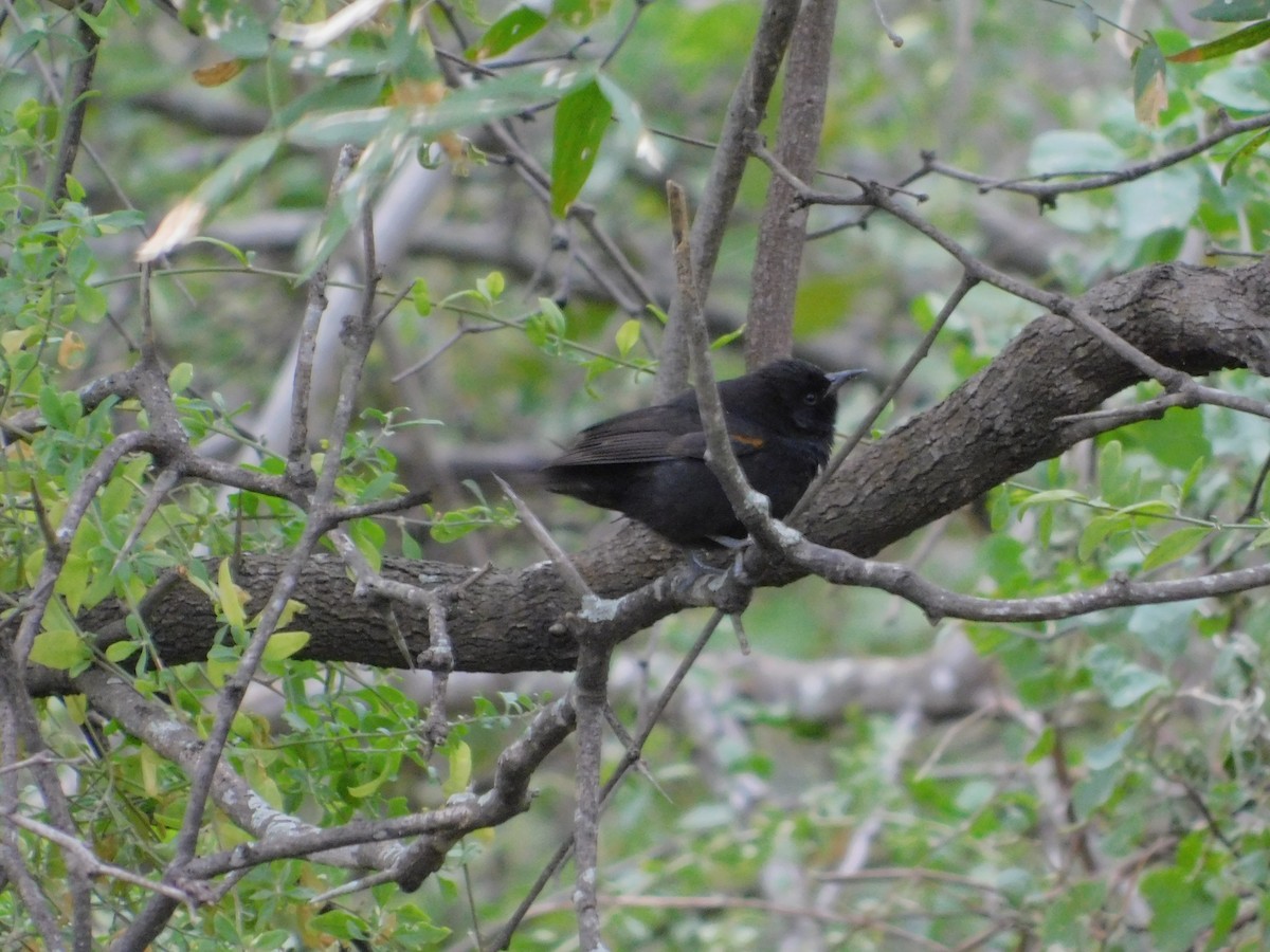 Variable Oriole - ML640894353