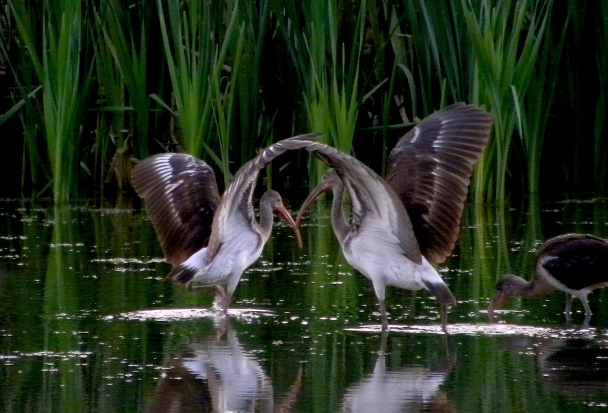 White Ibis - ML640894364