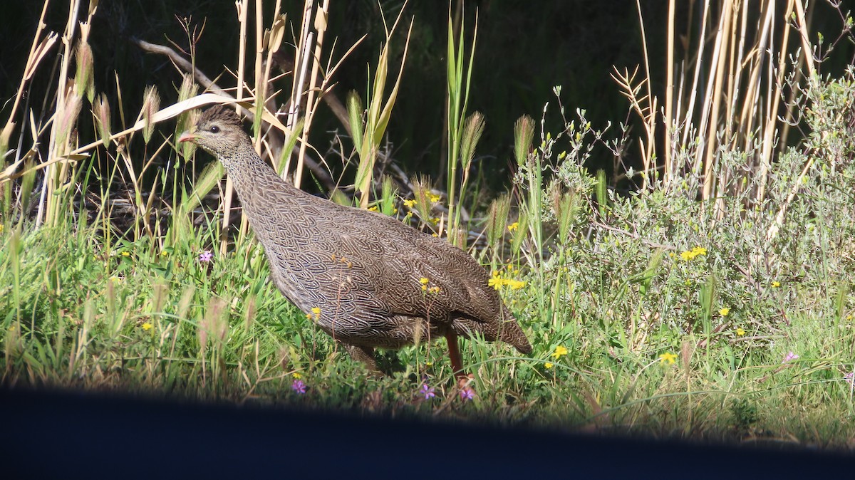 Cape Spurfowl - ML640894370