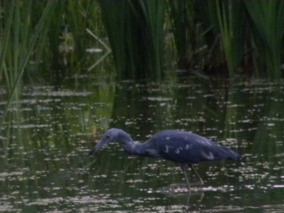 Little Blue Heron - ML640894375
