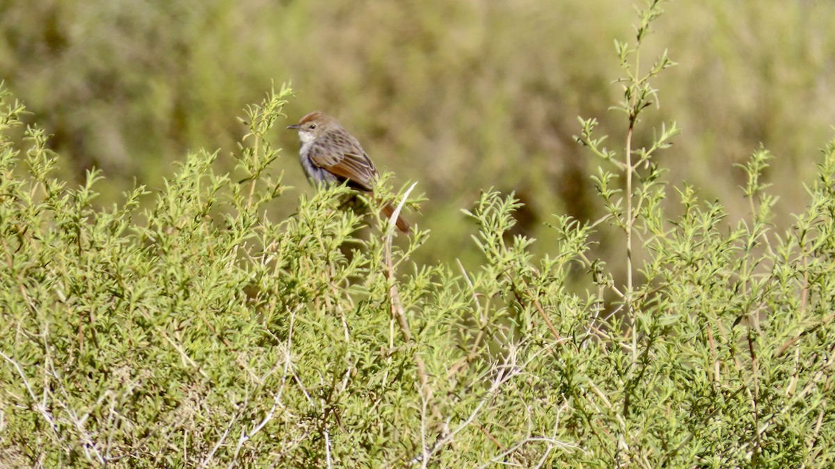 Gray-backed Cisticola (Red-headed) - ML640894377