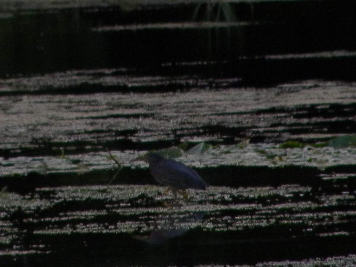 Green Heron - ML640894381