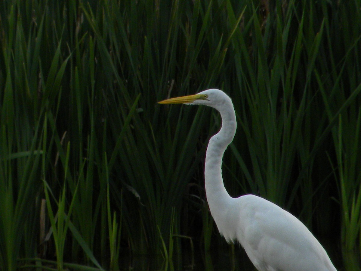 Great Egret - ML640894386