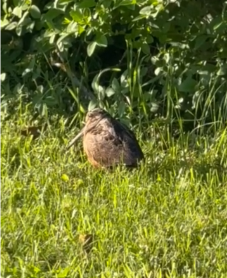 American Woodcock - ML640894396