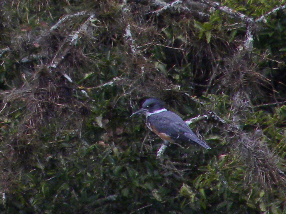 Belted Kingfisher - ML640894398