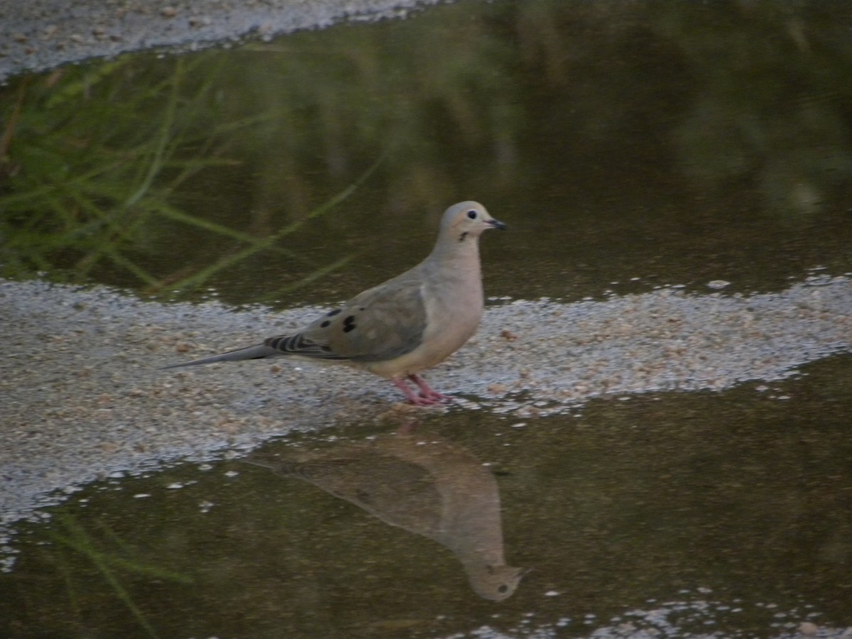 Mourning Dove - ML640894415