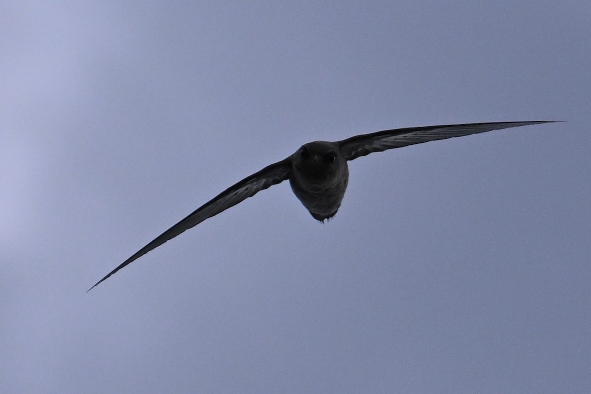 Chimney Swift - ML640894416