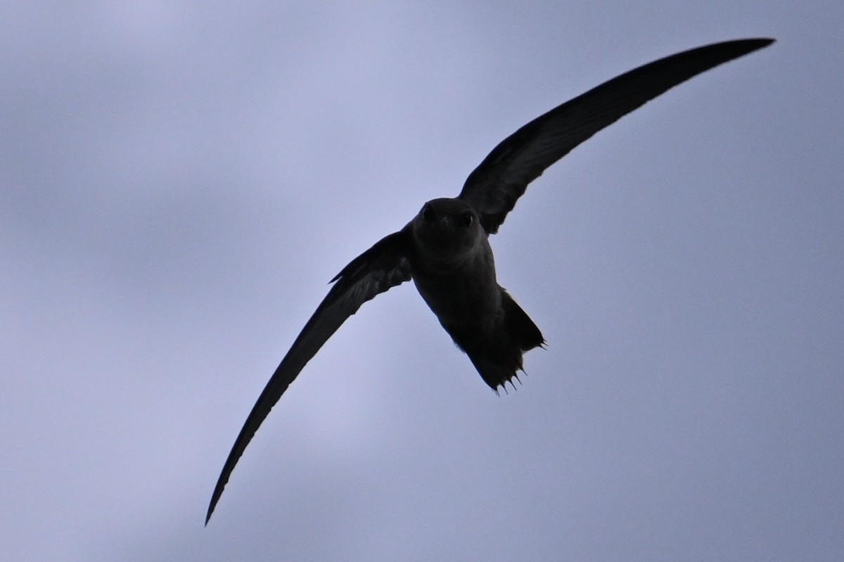 Chimney Swift - ML640894422