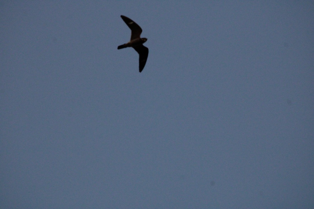 Common Nighthawk - ML640894482