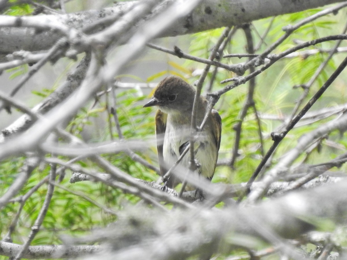 Alder/Willow Flycatcher (Traill's Flycatcher) - ML640894490