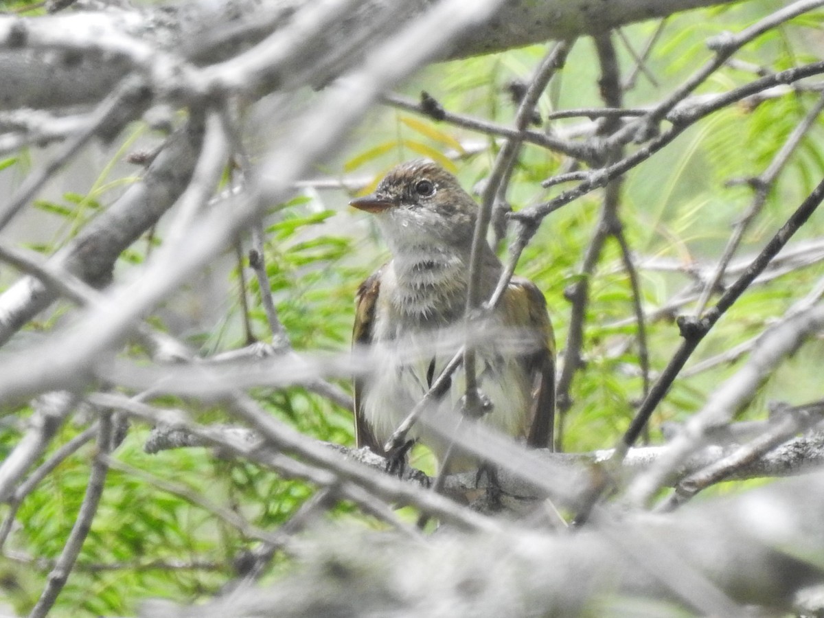 Alder/Willow Flycatcher (Traill's Flycatcher) - ML640894491