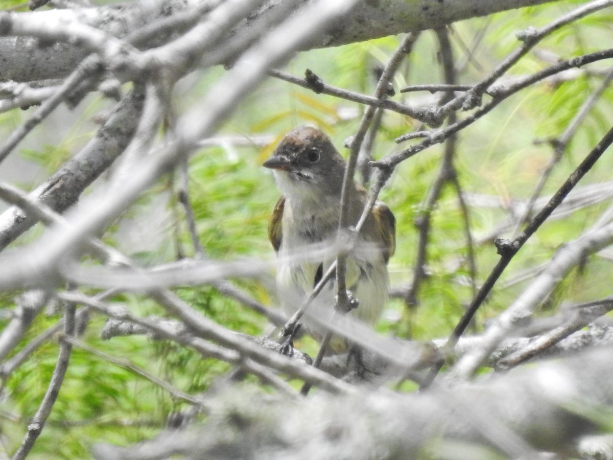 Alder/Willow Flycatcher (Traill's Flycatcher) - ML640894492