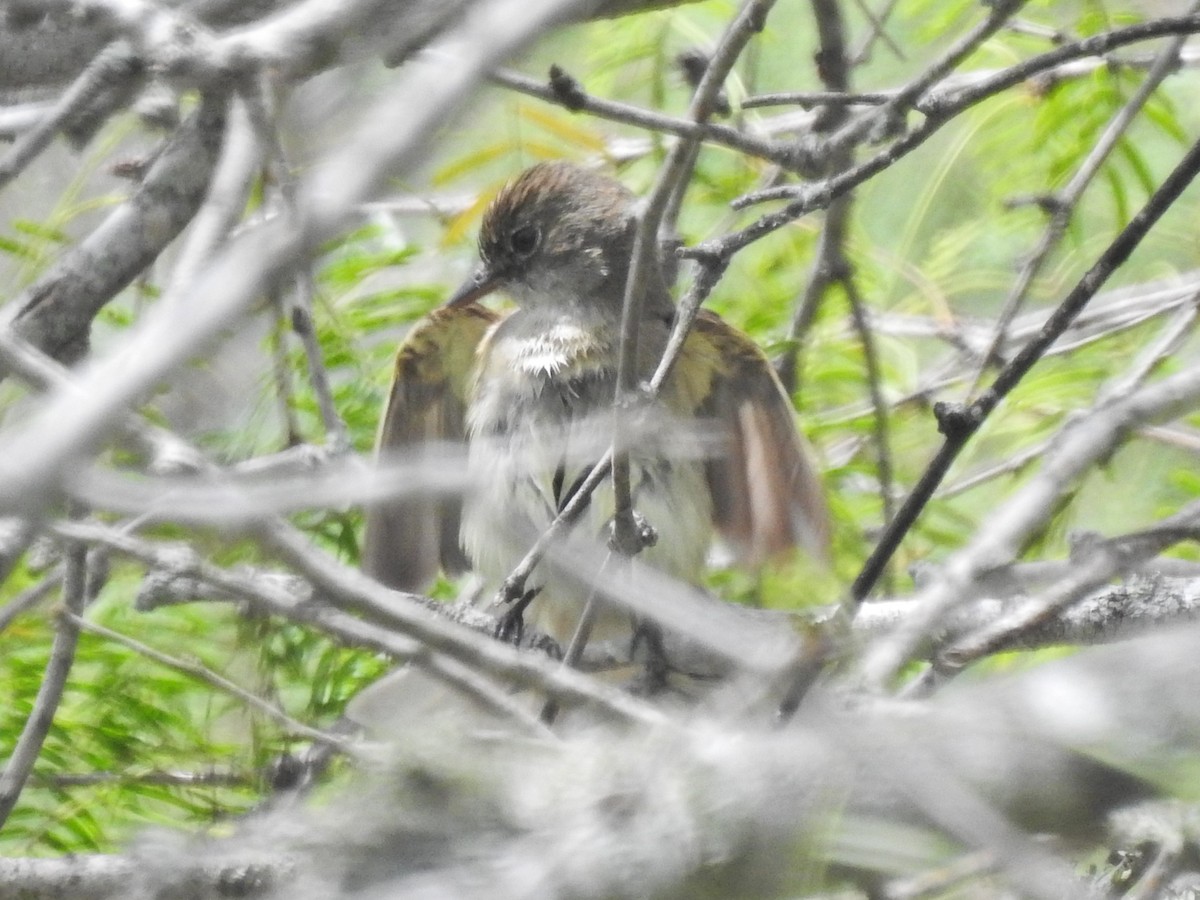 Alder/Willow Flycatcher (Traill's Flycatcher) - ML640894493