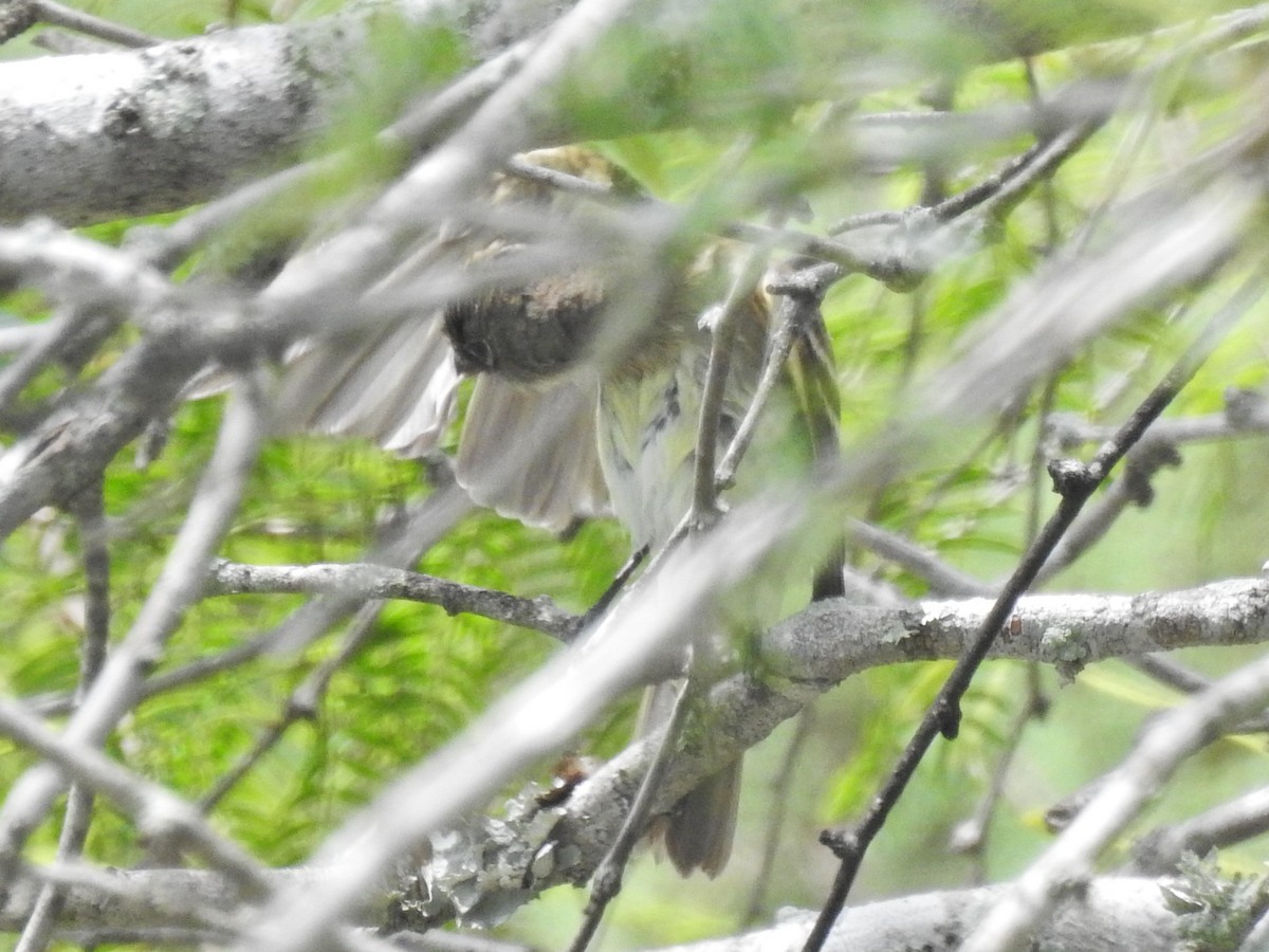 Alder/Willow Flycatcher (Traill's Flycatcher) - ML640894494