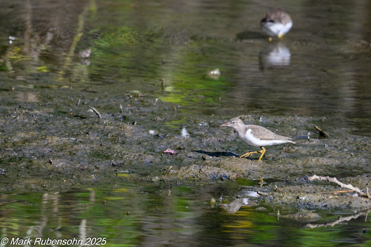 Spotted Sandpiper - ML640894495