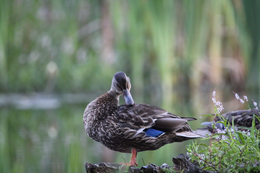 Mallard - ML640894496