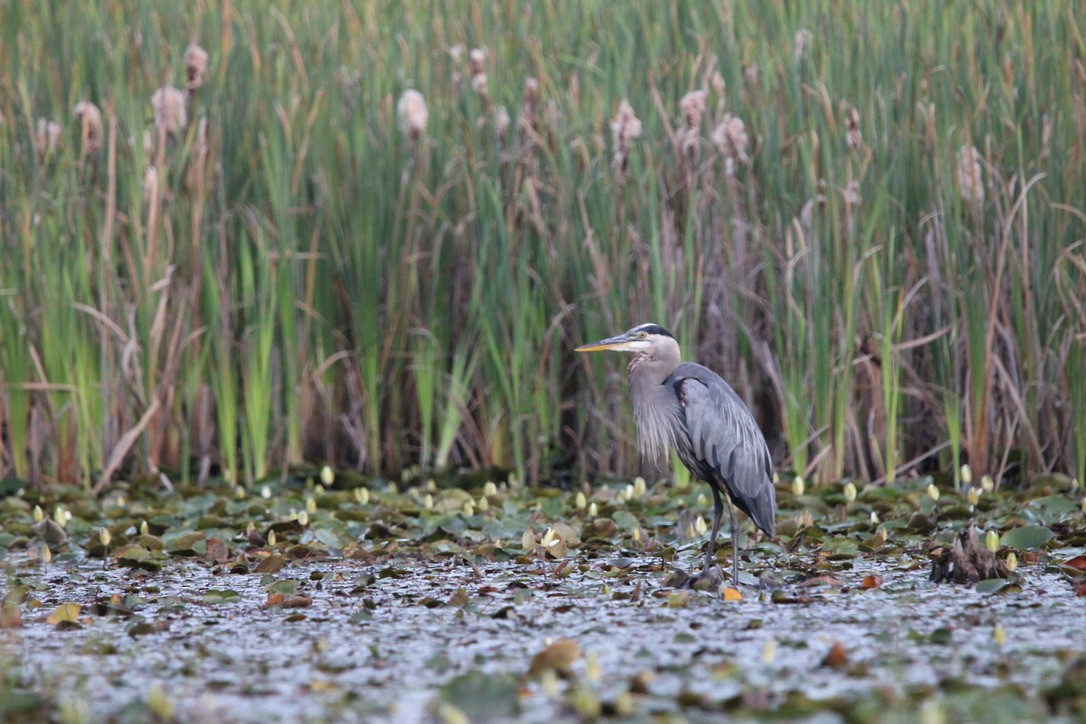 Great Blue Heron - ML640894498