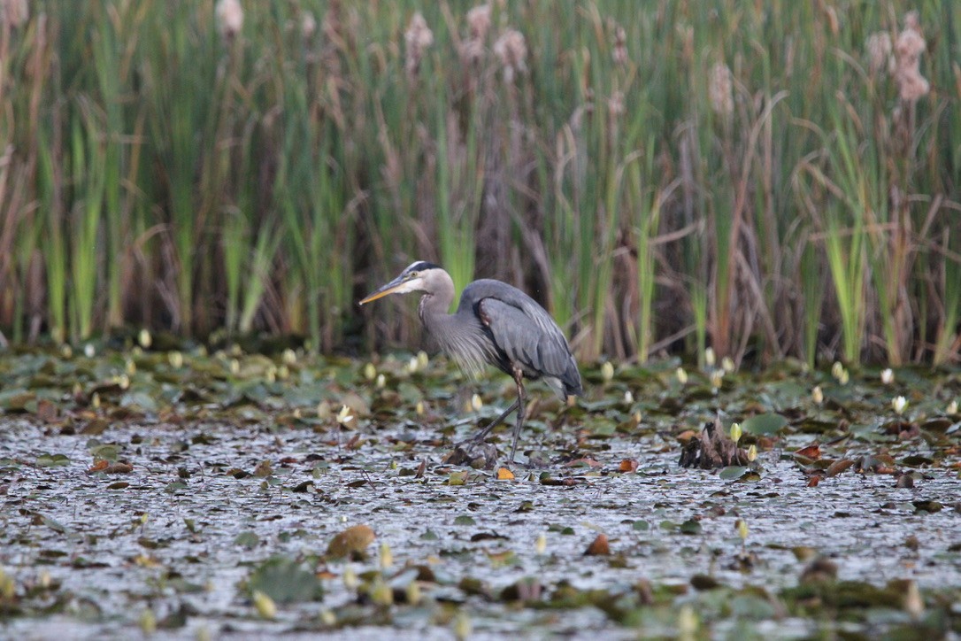 Great Blue Heron - ML640894505
