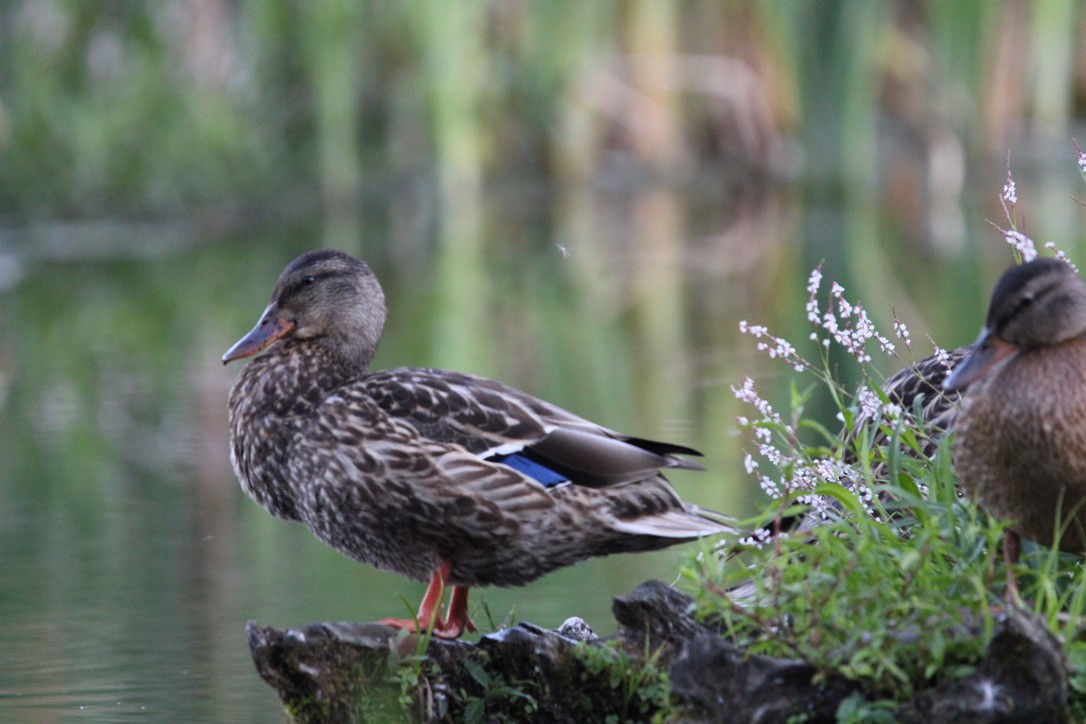Mallard - ML640894513