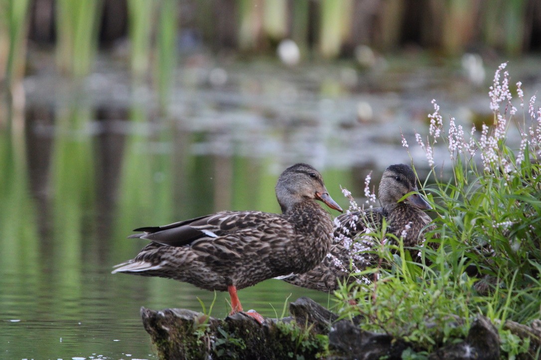 Mallard - ML640894529