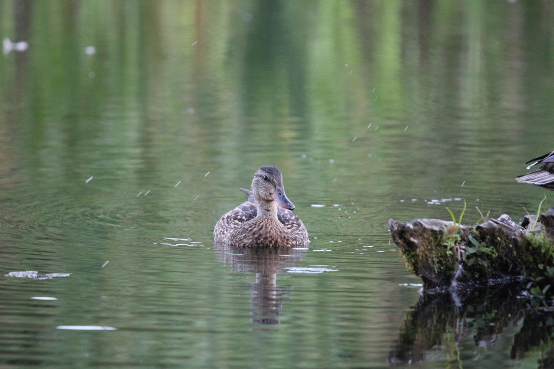 Mallard - ML640894532